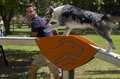 pasarela canina reglamento agility
