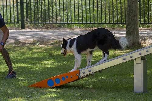pasarela canina reglamento agility