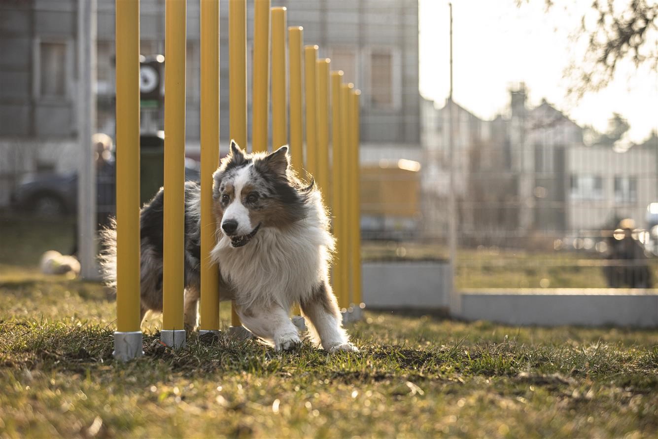 parque agility en teplice republica checa agapito