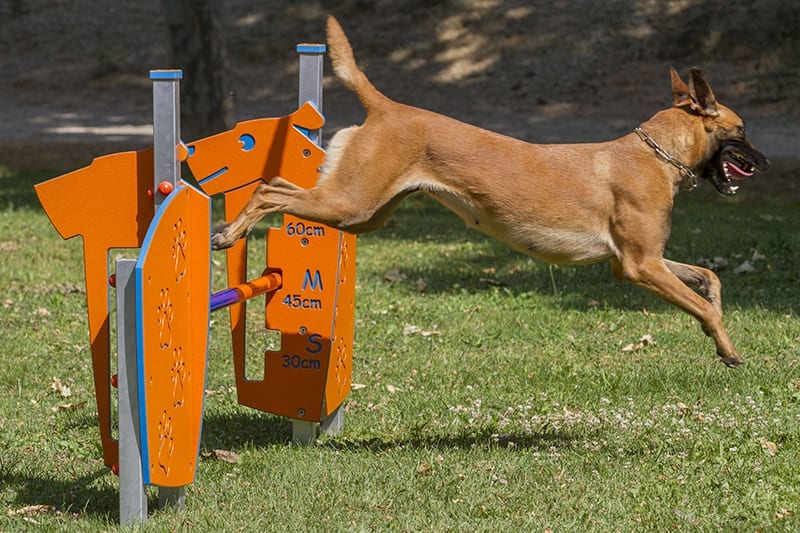perro saltando valla agility parque publico