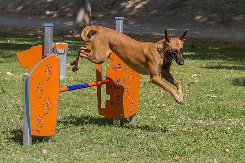 perro saltando valla agility parque publico