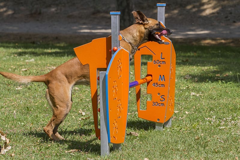 perro saltando valla agility parque publico