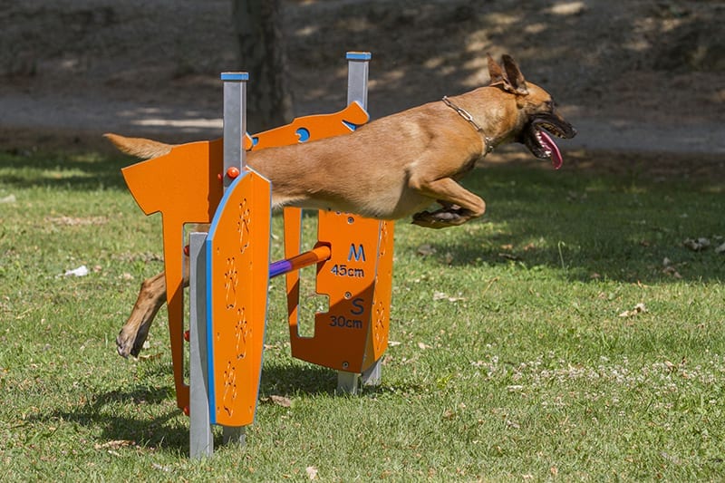 perro saltando valla agility parque publico