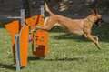 perro saltando valla agility parque publico