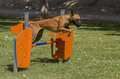 perro saltando valla agility parque publico