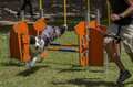 perro saltando valla doble equipo agility exterior