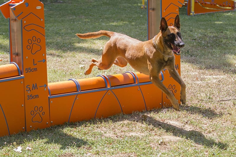 equipo muro salto conforme reglamento agility fci 2012