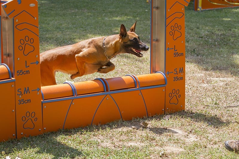 equipo muro salto conforme reglamento agility fci 2012