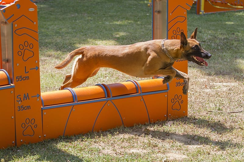 equipo muro salto conforme reglamento agility fci 2012