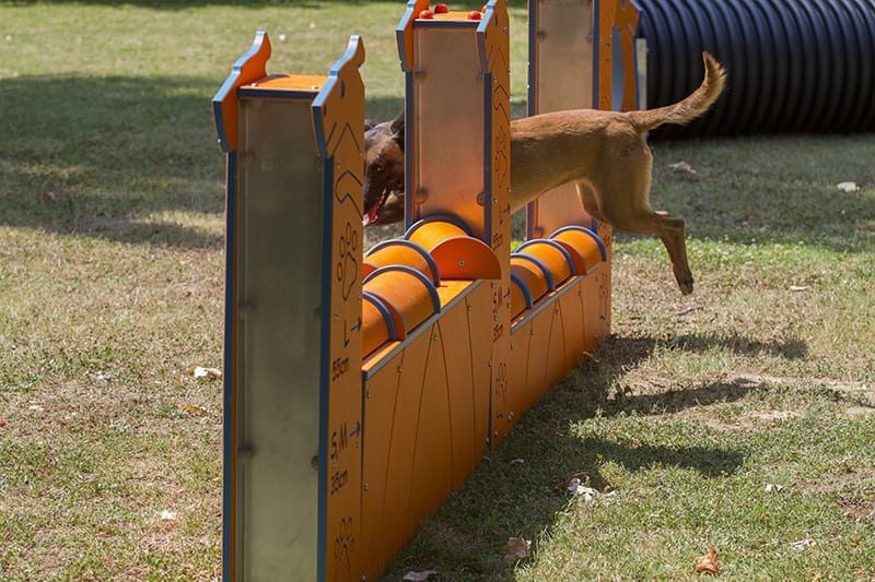 muro salto para perros agility reglamento