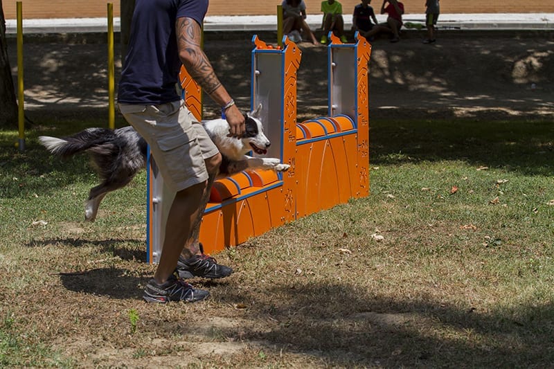 muro salto para perros agility reglamento
