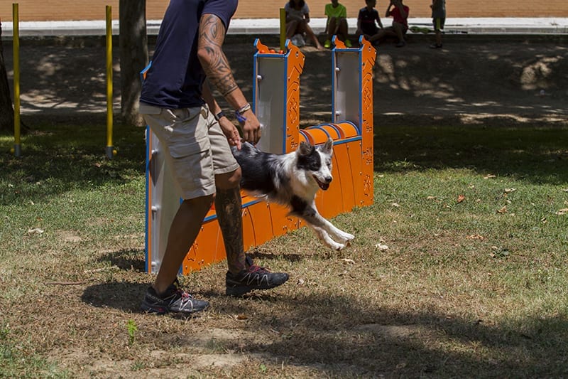 muro salto para perros agility reglamento