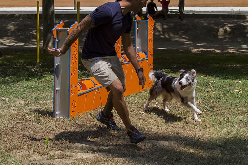 muro salto para perros agility reglamento