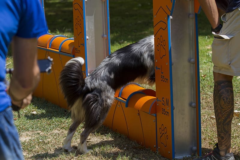 muro salto para perros agility reglamento