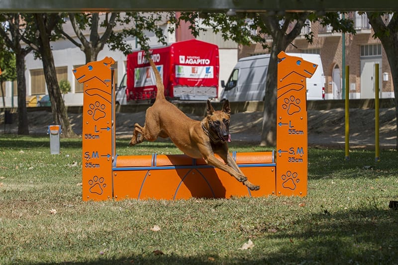 perro saltando equipo muro de salto