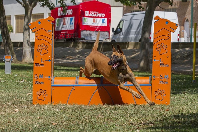 perro saltando equipo muro de salto