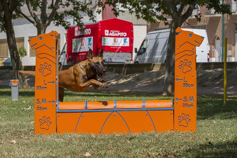 perro saltando equipo muro de salto