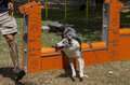 muro salto para perros agility reglamento