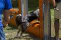 muro salto para perros agility reglamento
