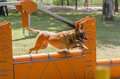 muro salto para circuito agility perros