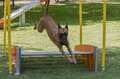perro saltando valla salto longitud agility exterior