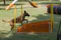 valla salto longitud para parque canino
