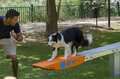balance agility exterior para parques perros
