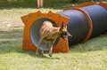 tunel rigido circuito para perros