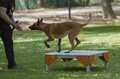 ejercicio mesa agility para parques perros