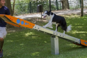 aparato-step-exterior-certificado-publico-1-367 balancin-agility-canino-300