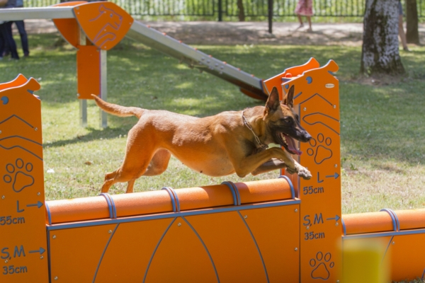 muro-salto-agility-600