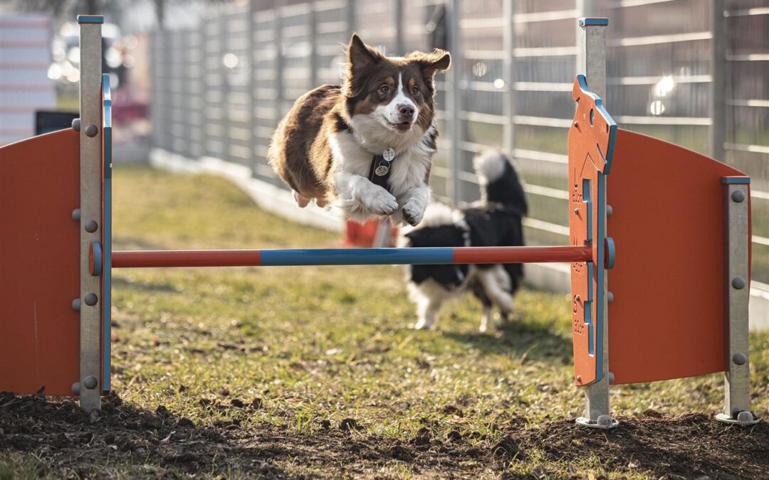 Parque Agility instalado en Teplice, República Checa