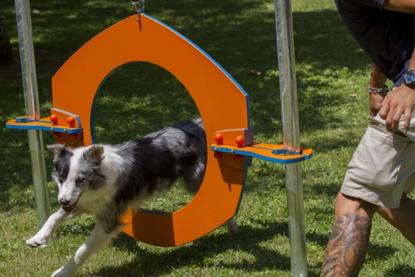 rueda-agility-perros-urbano-600