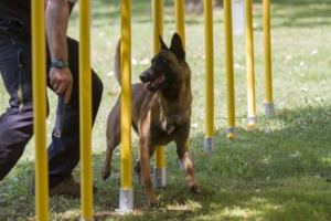 slalom-agility-canino-300