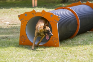 tunel-agility-canino-300