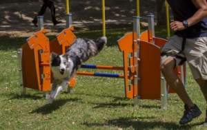 valla-salto-agility-perros-300