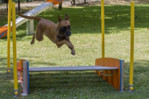valla-salto-horizontal valla-salto-horizontal-300